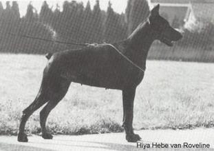 Hiya-Hebe van Roveline Hiya-Hebe van Roveline