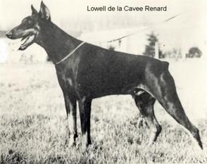 Lowell de la Cavee Renard Lowell de la Cavee Renard