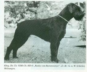 Raska vom Bartenwetzer Raska vom Bartenwetzer