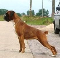 Chicci van Sapho's Hoeve Chicci van Sapho's Hoeve