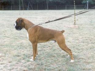 Ludwig von der Boxer-Gilde Ludwig von der Boxer-Gilde