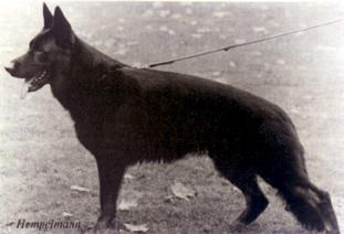 Anderl von der Pfenningbacher Höhe Anderl von der Pfenningbacher Höhe