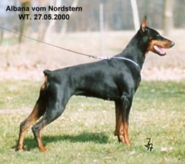 Albana vom Nordstern Albana vom Nordstern