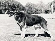 dog image background