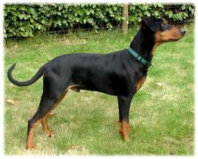 Cane de l'Ascherann Cane de l'Ascherann