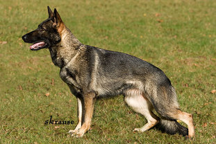 Diva vom Steinteich Diva vom Steinteich