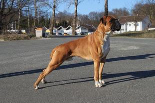 Prinz-Baxter von der Boxer-Meute Prinz-Baxter von der Boxer-Meute
