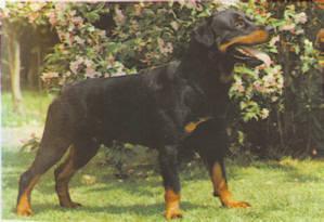 Cid Eulenspiegel Cid Eulenspiegel