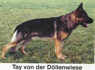 Tay von der Döllenwiese Tay von der Döllenwiese