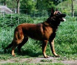 Lando NHSB 1690180 (van Rossum) Lando NHSB 1690180 (van Rossum)