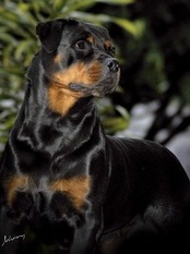 Capitu Kaiser von Olivio Capitu Kaiser von Olivio