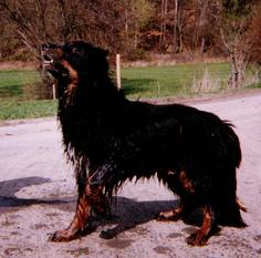 Alf vom Schondratal Alf vom Schondratal