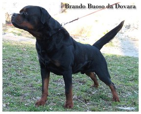 Brando Buoso da Dovara Brando Buoso da Dovara