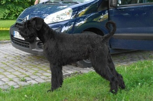 Farley Brash vom Haus Usti Farley Brash vom Haus Usti