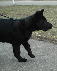 Elvis von der Teufelskehle Elvis von der Teufelskehle