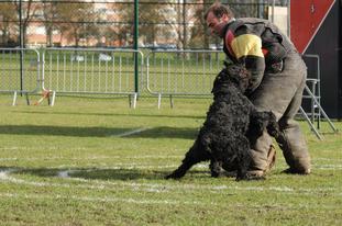 Rooster des Argeiras Rooster des Argeiras