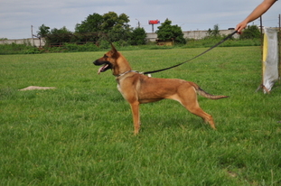 Gia of Braveheart Oradinum Gia of Braveheart Oradinum