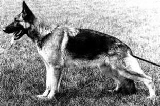 Dixie von Tannenmeise Dixie von Tannenmeise