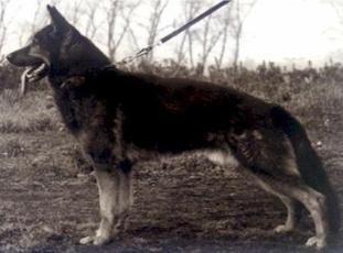 Iwo von der Buschecke Iwo von der Buschecke