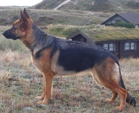 Lacey von Groß-Zünder Lacey von Groß-Zünder