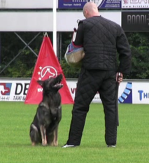 Harvey vom Oostweg Harvey vom Oostweg