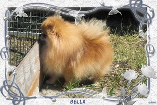 Bella de Echtna Bella de Echtna