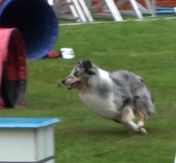 Rocky blue von den Hausruck Shelties Rocky blue von den Hausruck Shelties