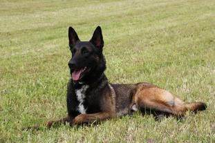 Duke-Deros its my dream Duke-Deros its my dream