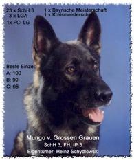 Mungo vom Großen Grauen Mungo vom Großen Grauen