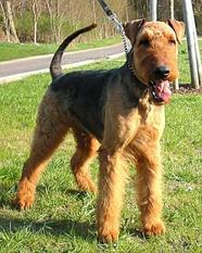 Basko von Erikson Basko von Erikson