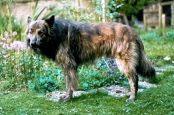 Boris (NHSB 1355642) Boris (NHSB 1355642)