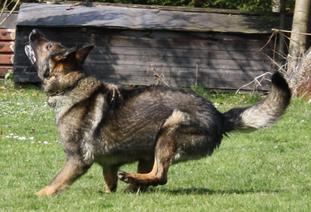 Jenna vom Schloss Runding Jenna vom Schloss Runding