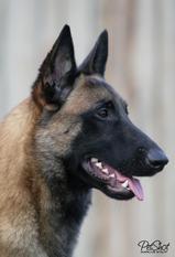 crazy fly'n dogs Atze crazy fly'n dogs Atze