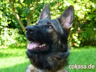 Divi vom Haus COKASA Divi vom Haus COKASA
