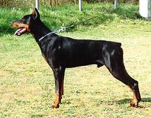 Ingo von Bayern Ingo von Bayern