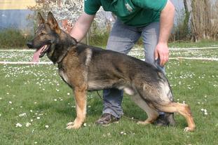 Frank vom Wolfsweiher Frank vom Wolfsweiher
