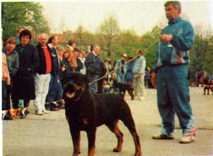 Astor Z Daliowej Astor Z Daliowej