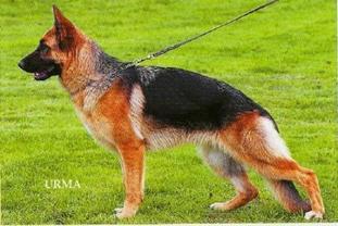 Xena vom Stieglerhof Xena vom Stieglerhof