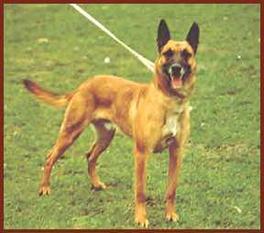 Oscar von Löwenfels Oscar von Löwenfels