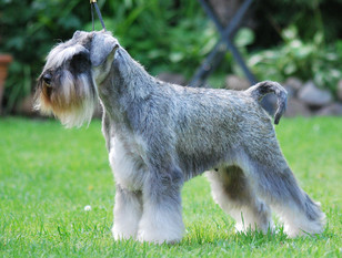 Schnauzer-Huset Romantica Schnauzer-Huset Romantica