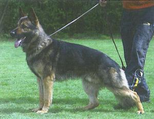 Anton von den großen Dörnen Anton von den großen Dörnen