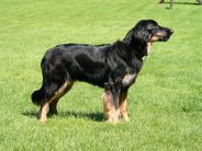 Dally von den Drückebergern