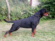 Simpley Red of Kinders Royal Rott
