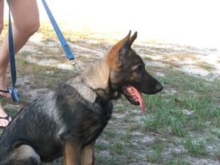 Bronson von der Suden Bronson von der Suden