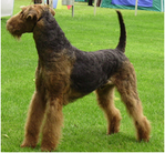 dog image background