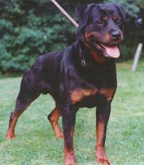 Darius aus der Hege Darius aus der Hege