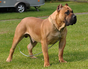 Vader de Barnacan Bull Vader de Barnacan Bull