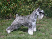 dog image background