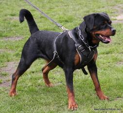 Dutch Onyx Azra Dutch Onyx Azra