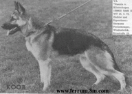 dog image background